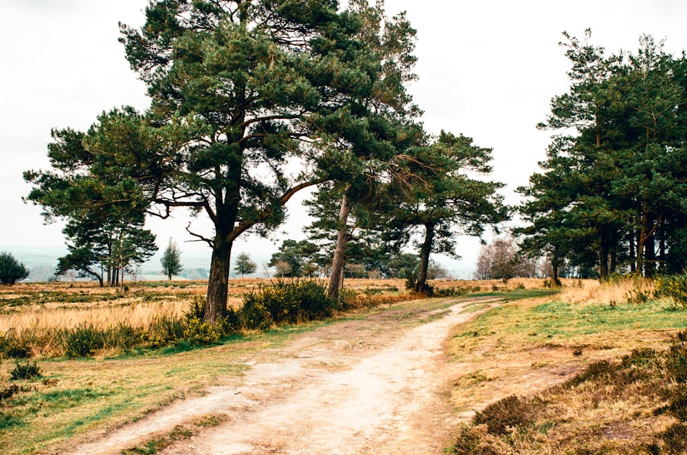 a dirt road surrounded by trees on a cloudy day
