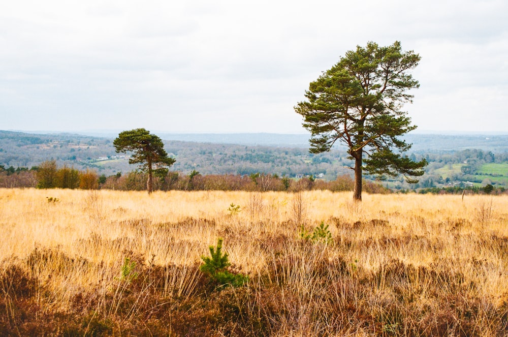 a grassy field with trees in the distance