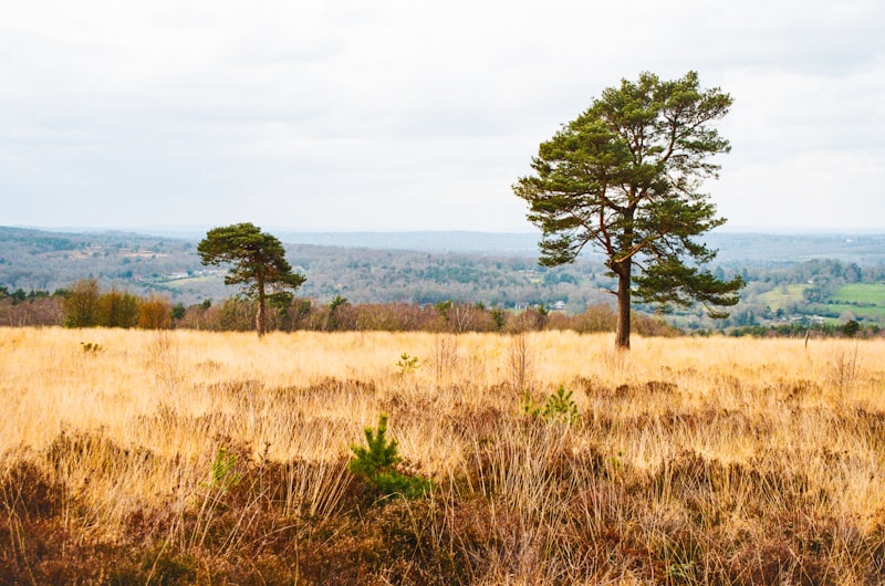 a grassy field with trees in the distance