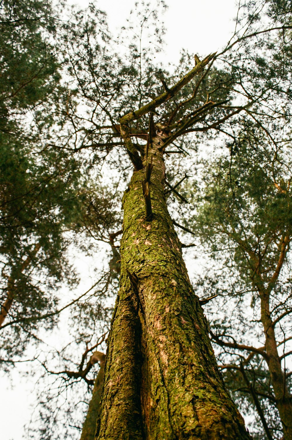 un árbol alto parado en medio de un bosque
