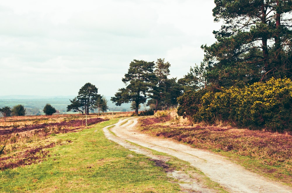 a dirt road in the middle of a grassy field