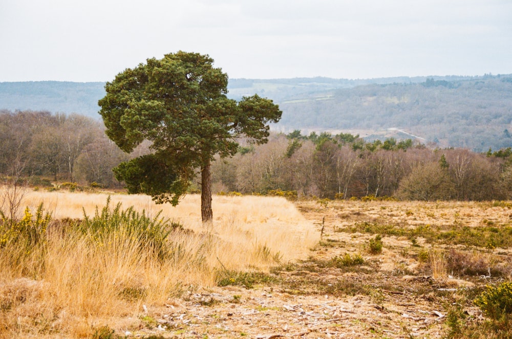 a lone tree in the middle of a field