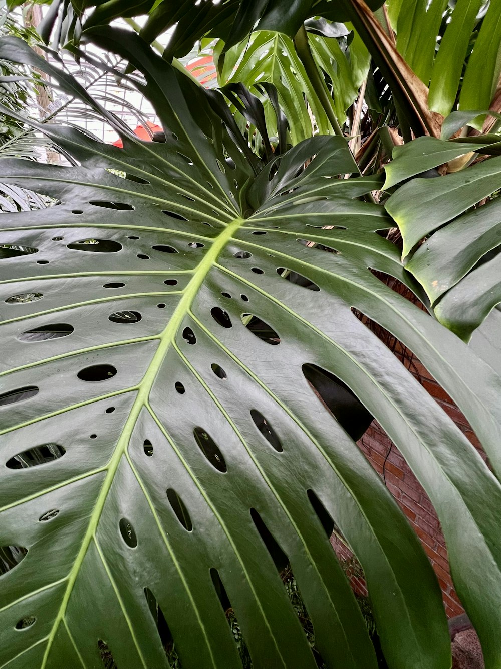 a large green leaf with holes in it