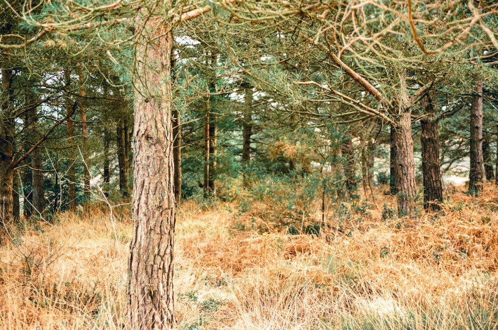 a forest filled with lots of trees and tall grass