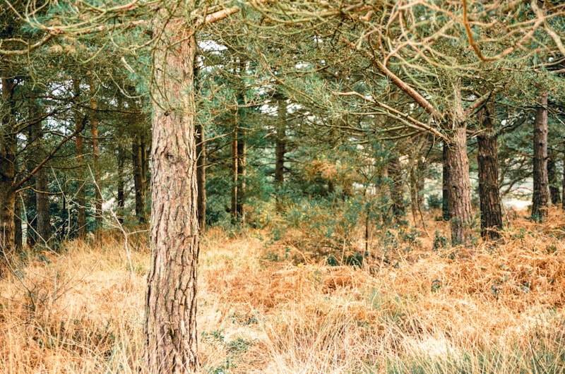 a forest filled with lots of trees and tall grass