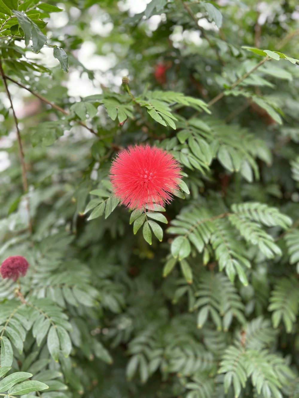 a red flower sitting on top of a lush green tree