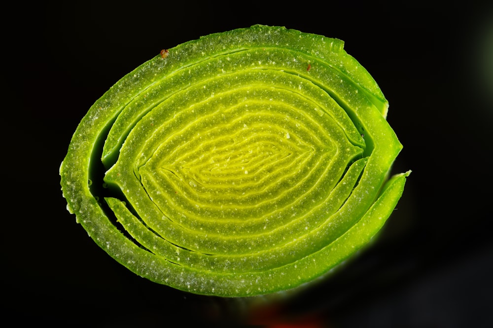 a close up of a green leaf with drops of water on it