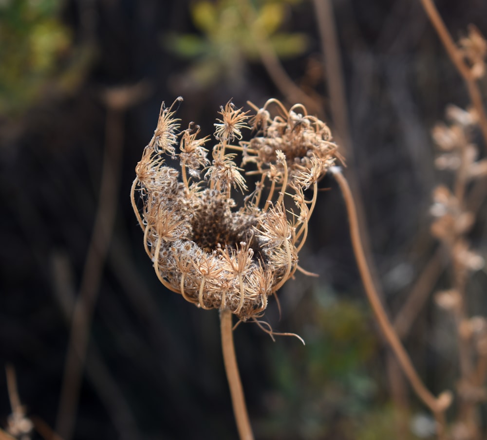 a close up of a plant with a blurry background