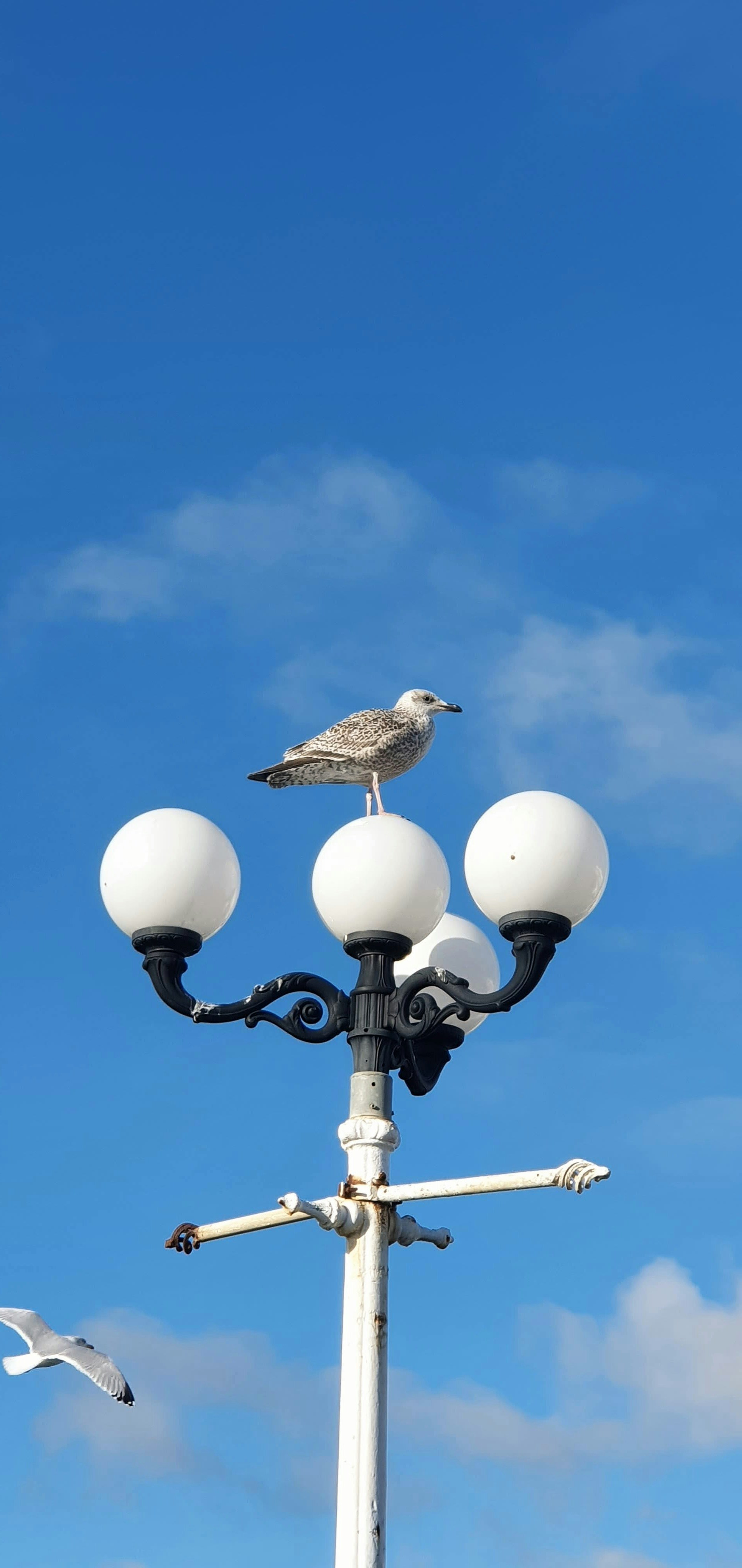 a seagull sitting on top of a street light