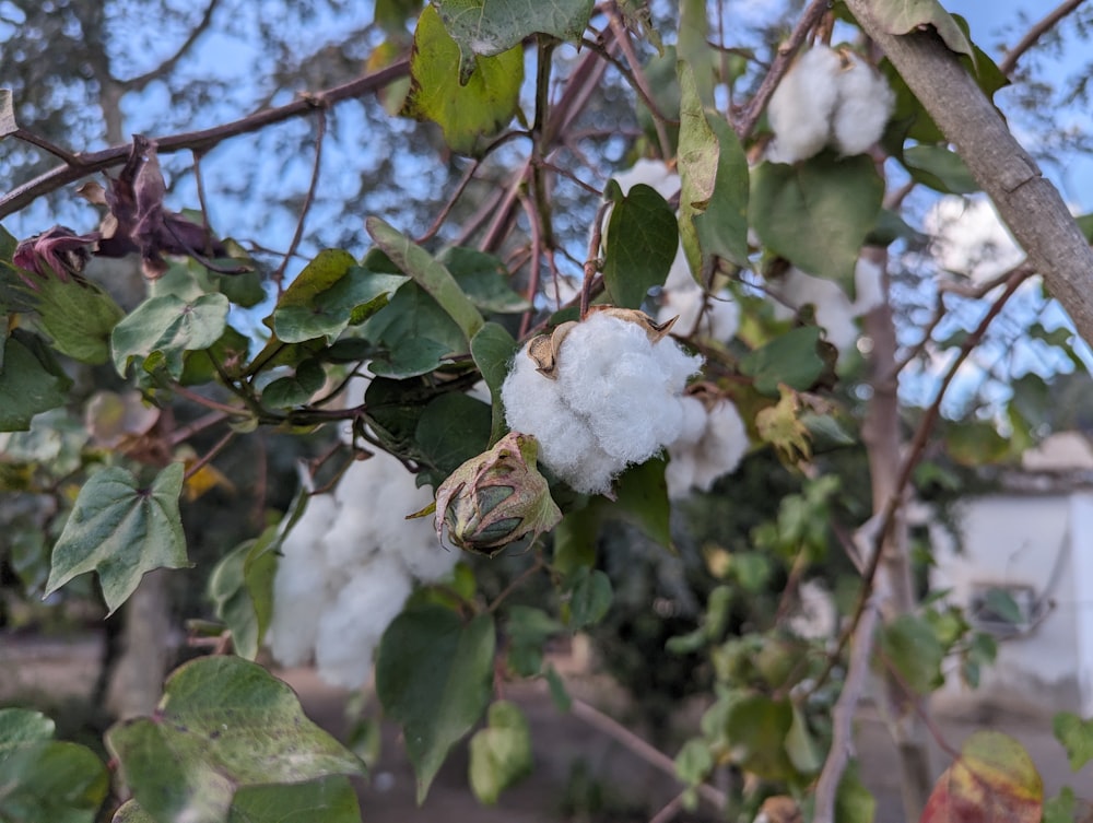 a cotton plant with lots of white flowers