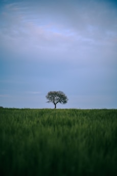 a lone tree in a grassy field under a blue sky