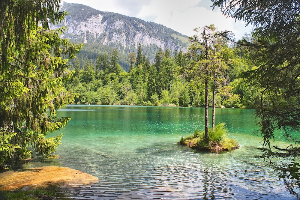 a body of water surrounded by trees and mountains