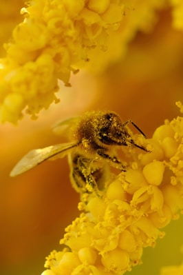 a close up of a bee on a flower