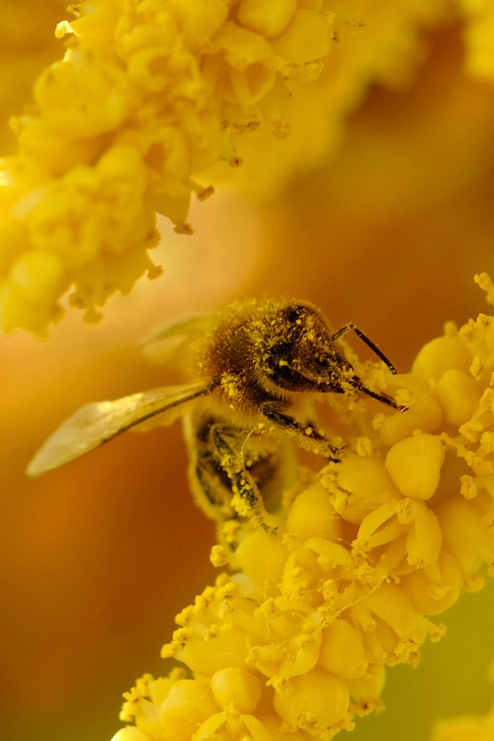 a close up of a bee on a flower