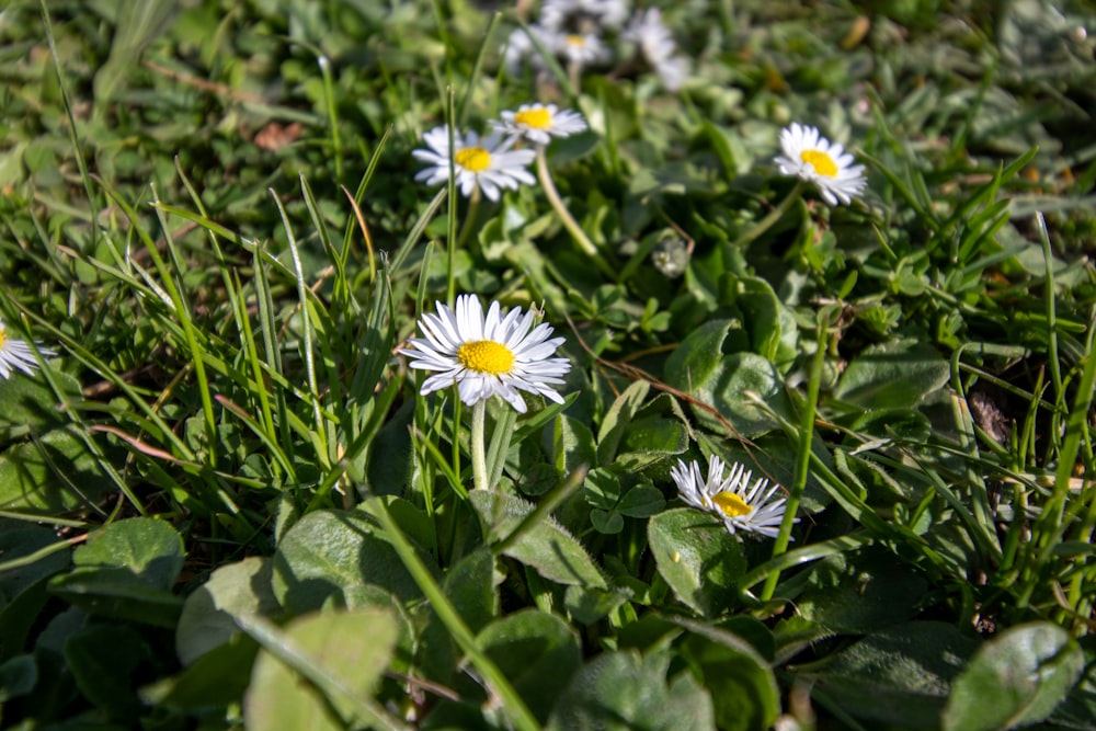 a group of daisies in a field of grass