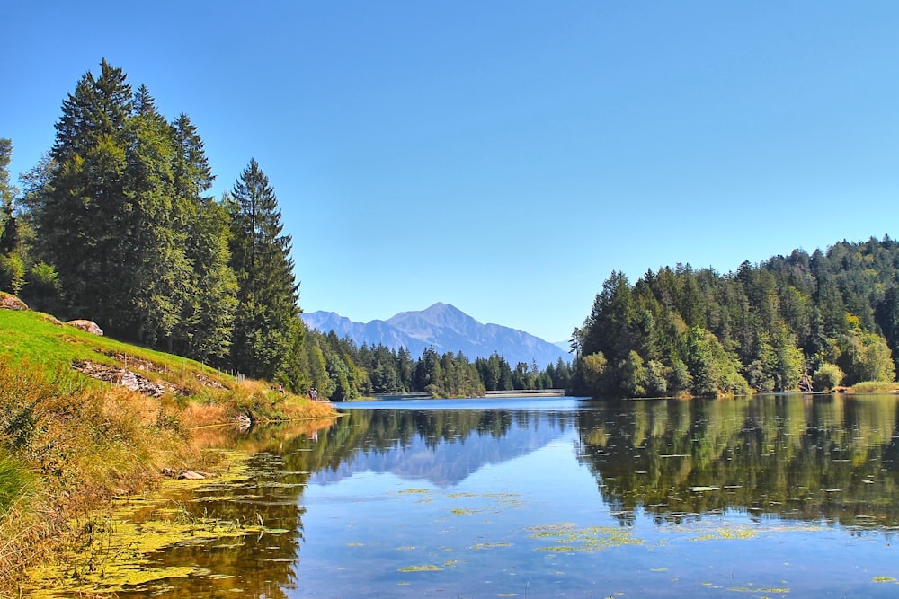 a body of water surrounded by trees and grass