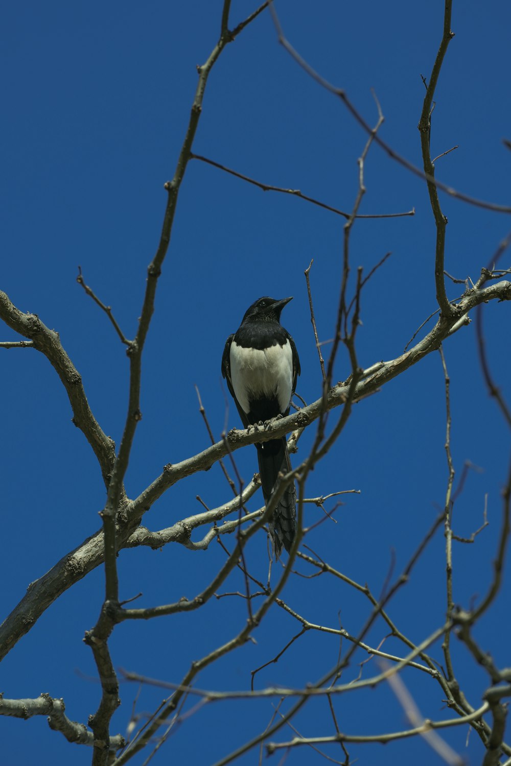 a black and white bird sitting on top of a tree branch