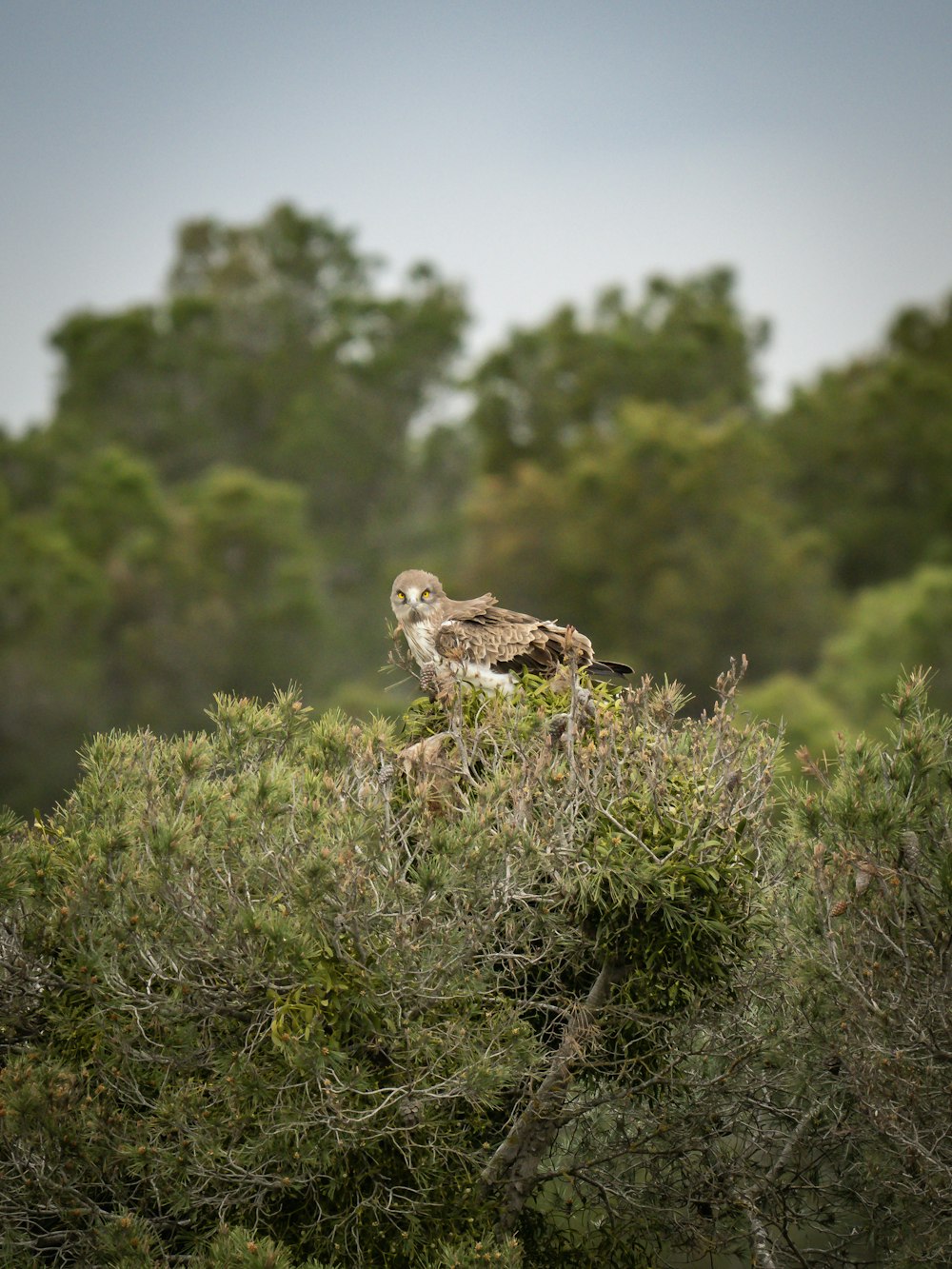 a bird sitting on top of a tree branch