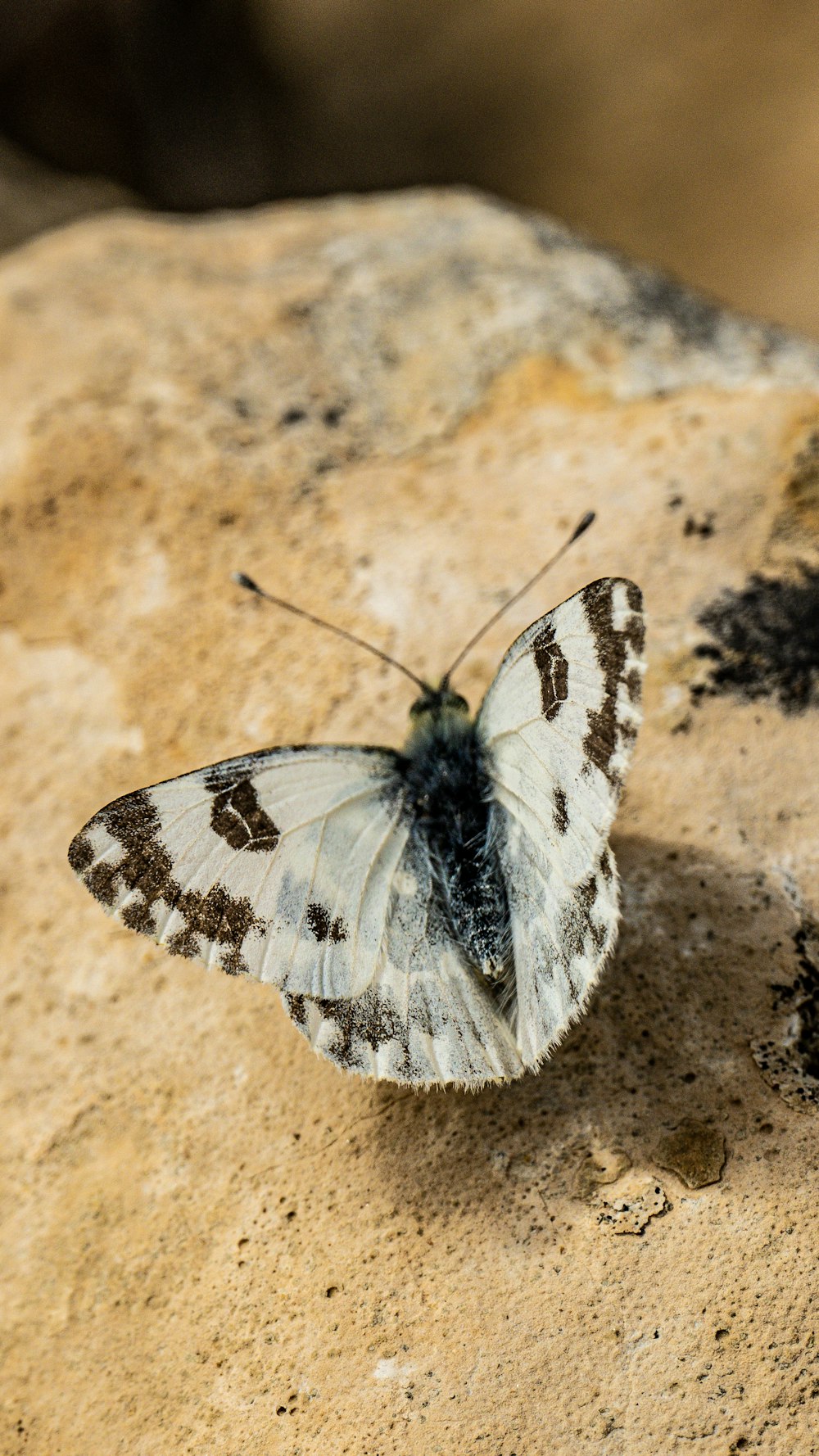 a white and brown butterfly sitting on a rock