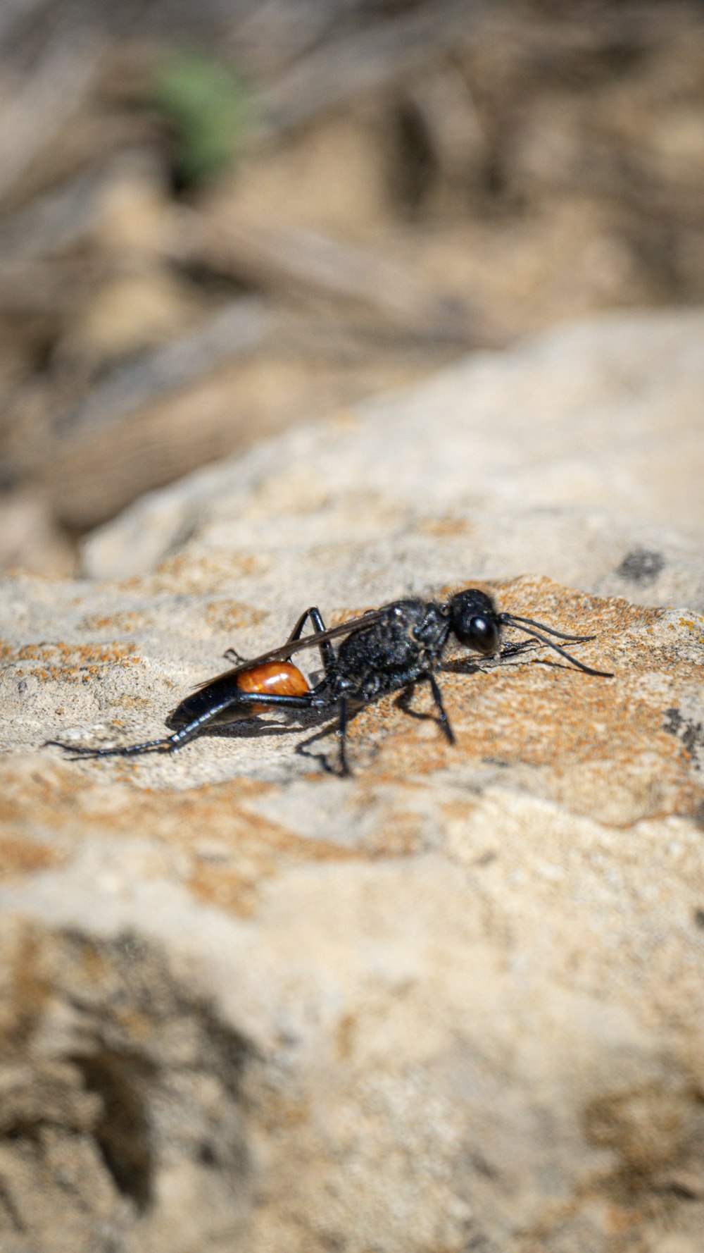 a close up of a bug on a rock