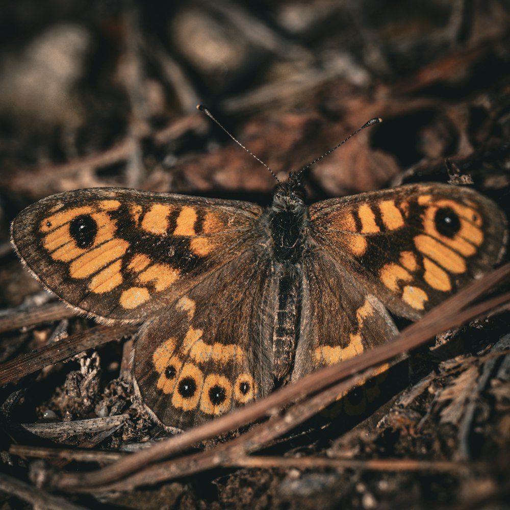 a close up of a butterfly on the ground