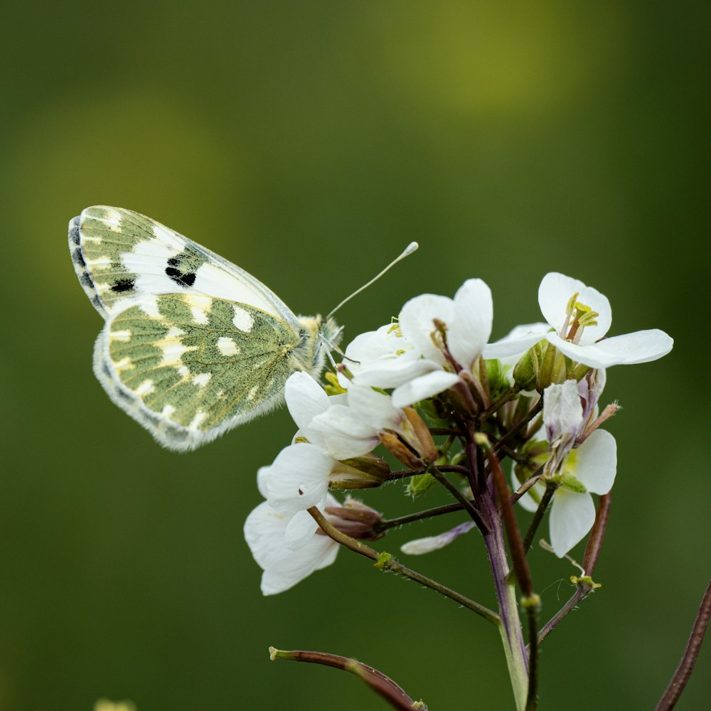 a green and white butterfly sitting on a white flower