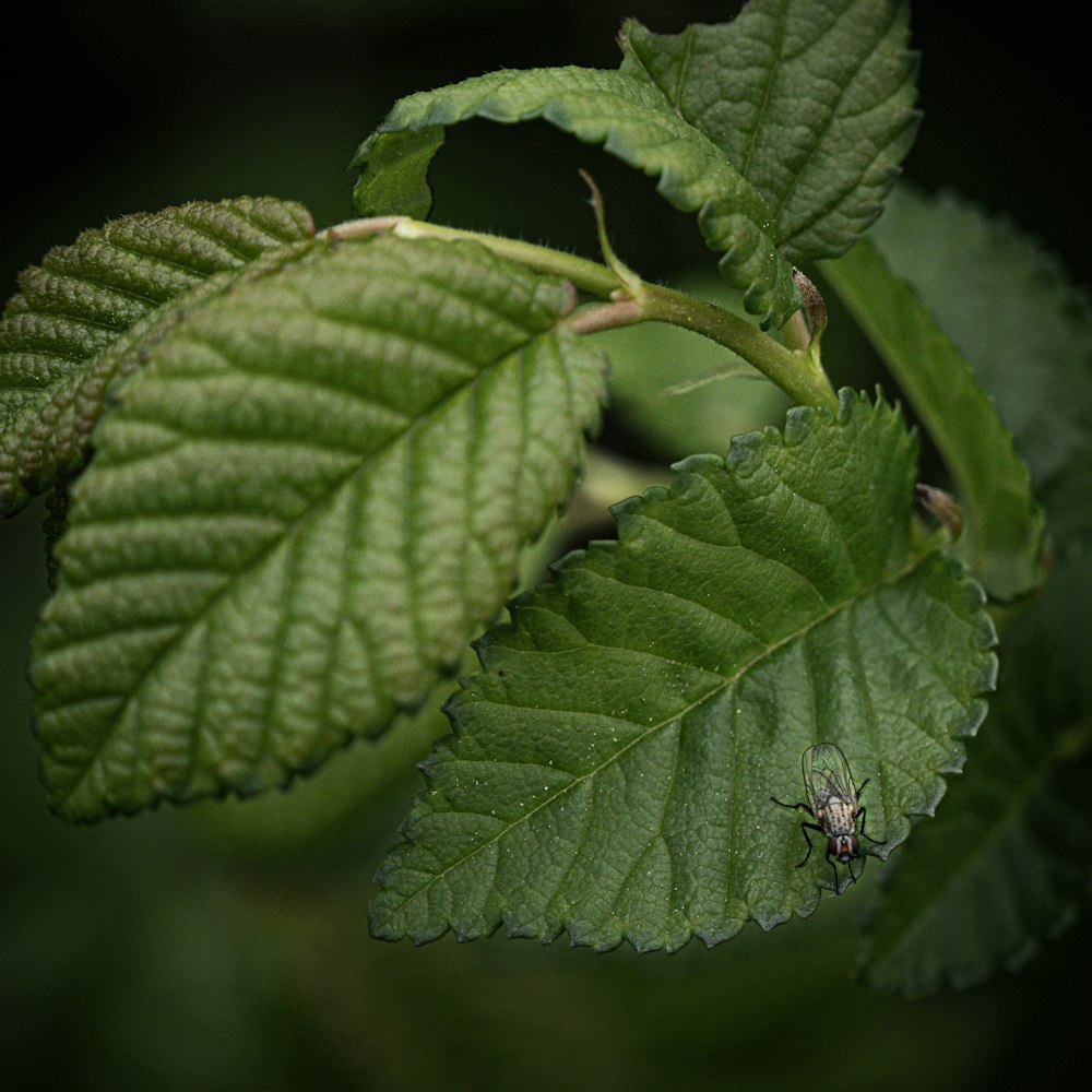 a green leaf with a bug on it