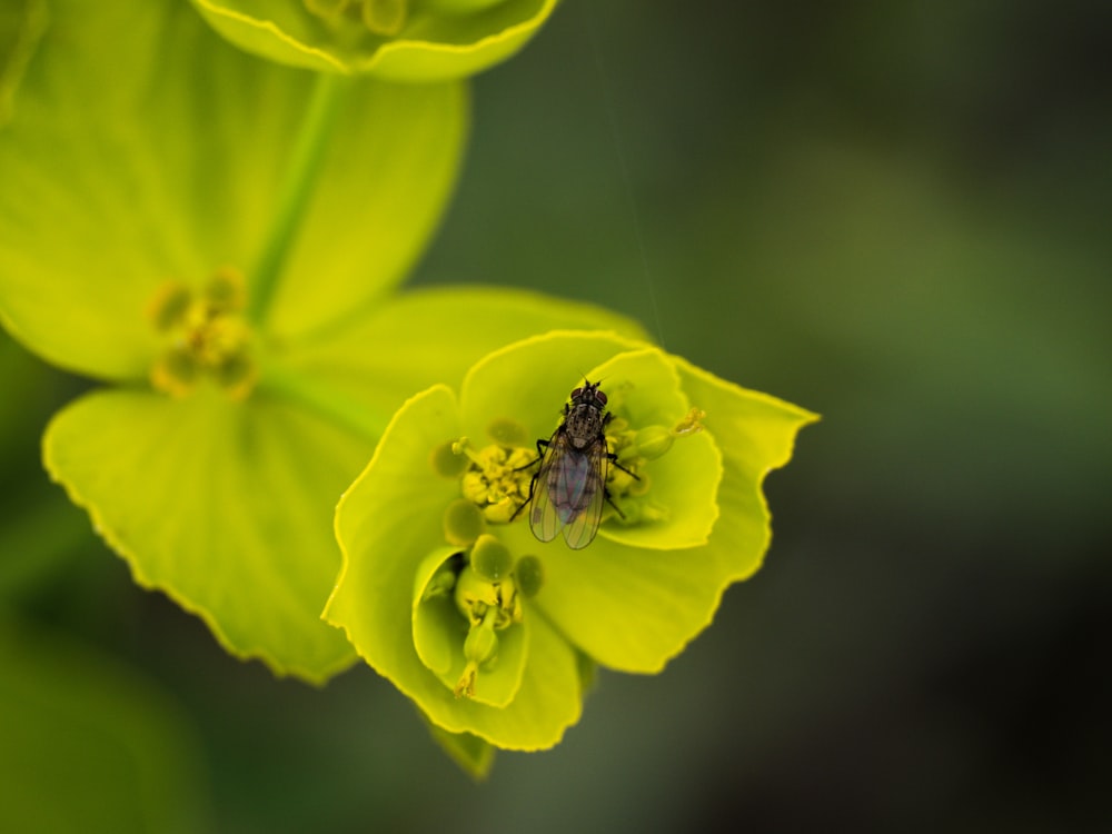 a fly sitting on top of a yellow flower