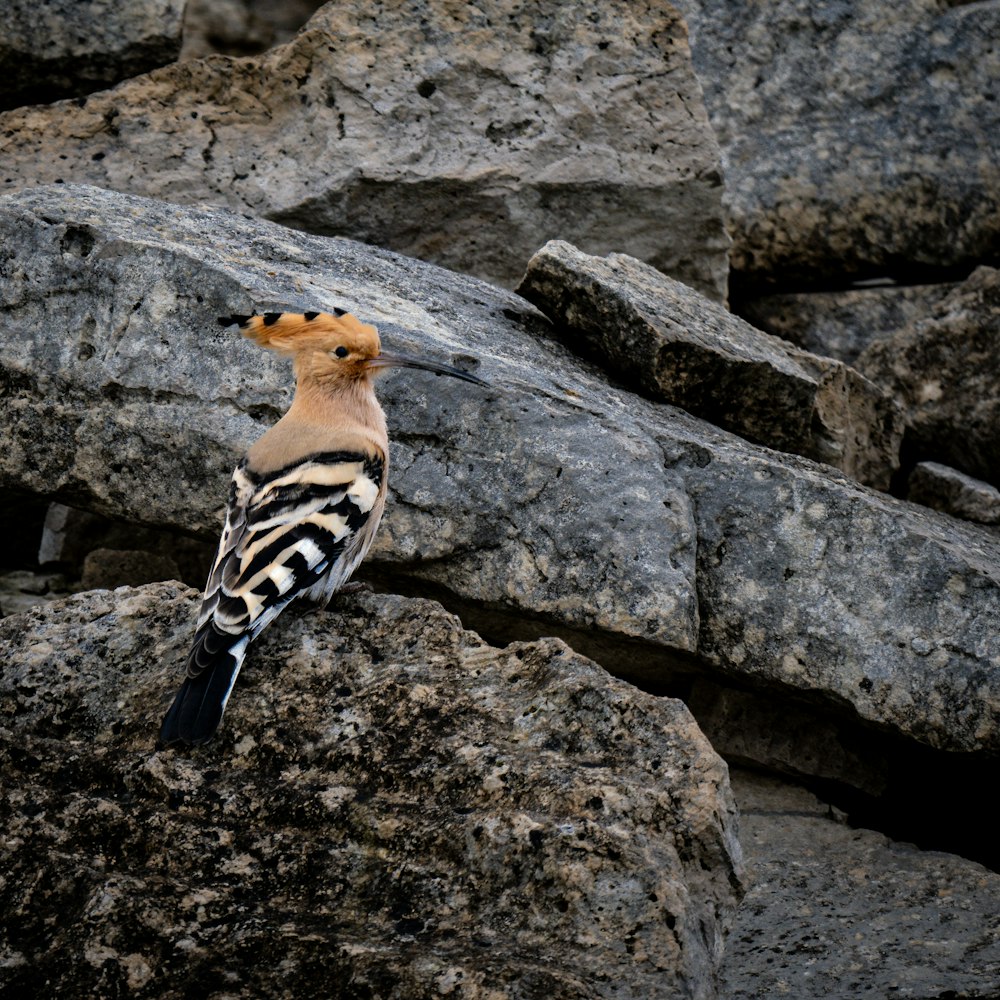 a bird sitting on a rock in a rocky area