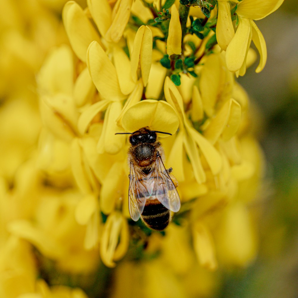 a close up of a bee on a yellow flower