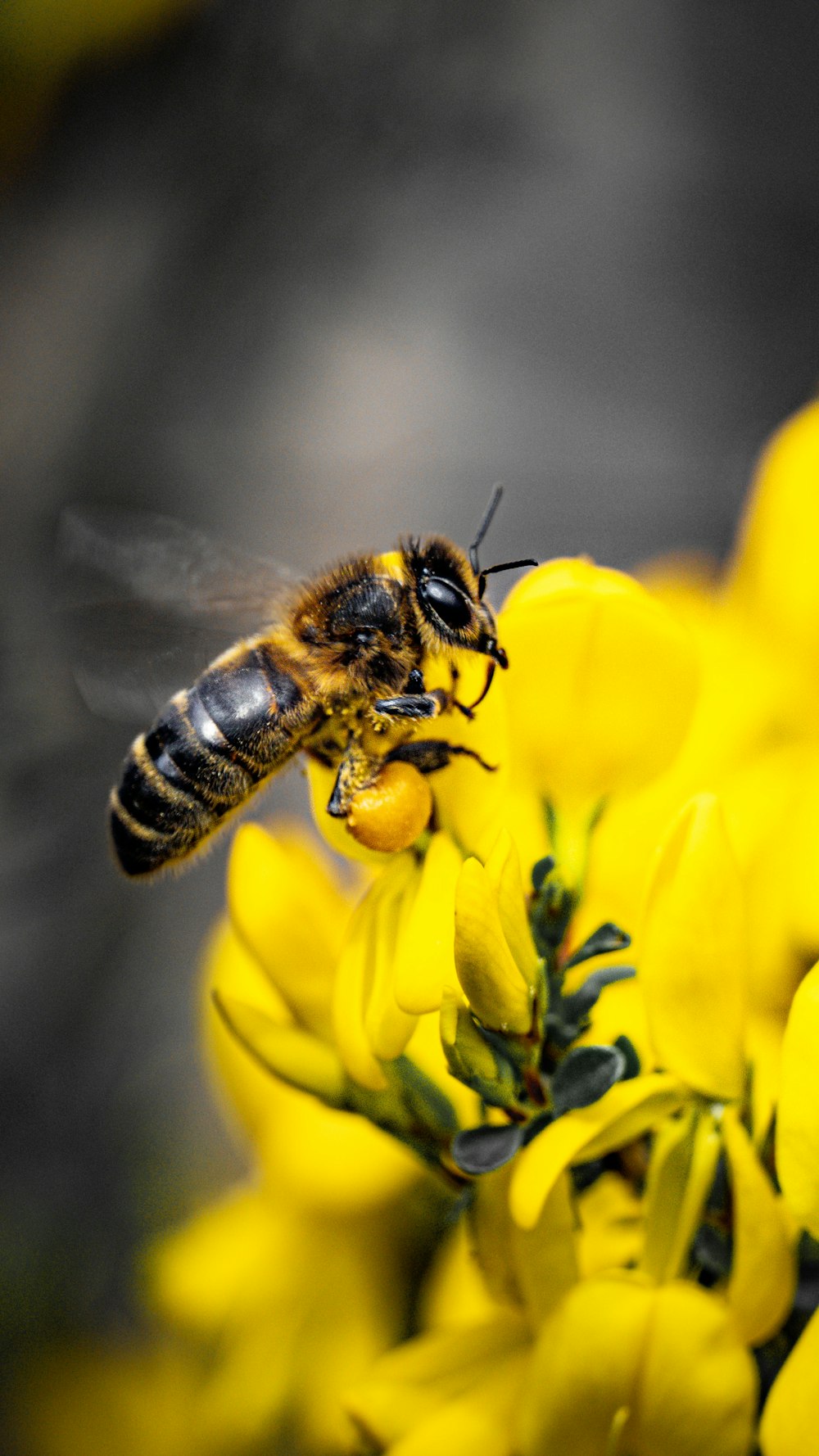 a bee on a yellow flower with a blurry background