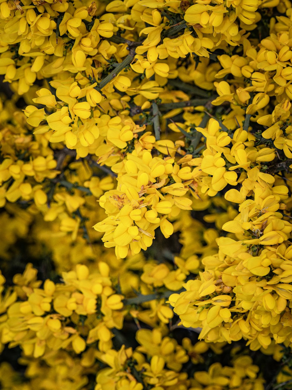 a bunch of yellow flowers on a tree