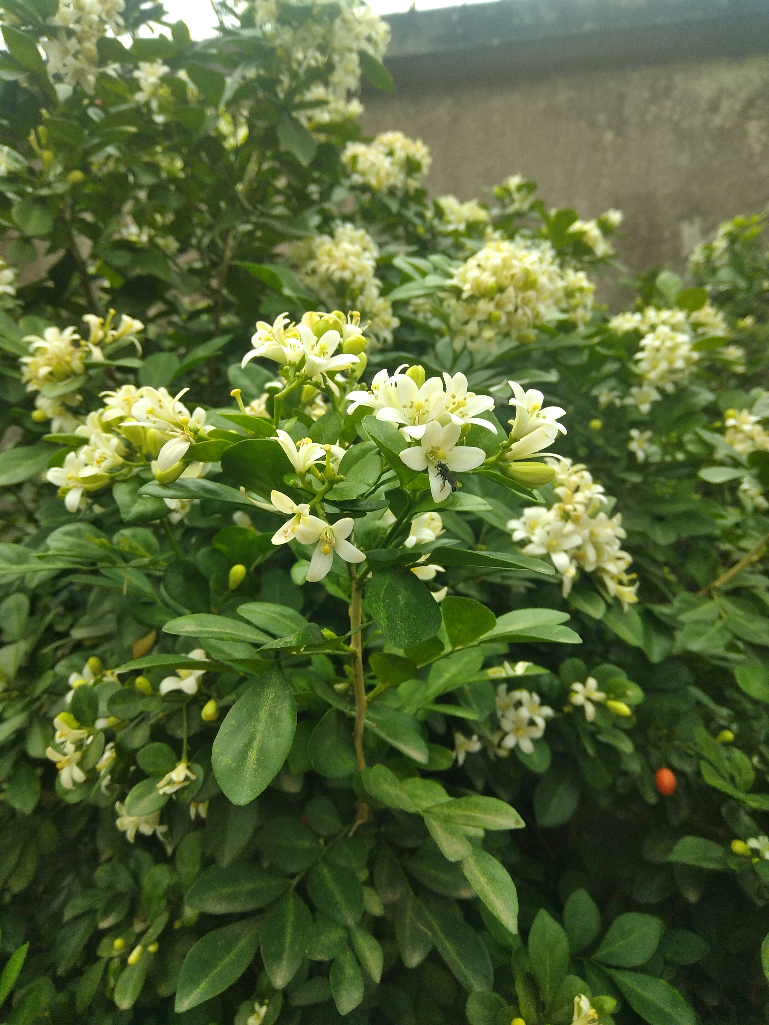 a bush with white flowers and green leaves