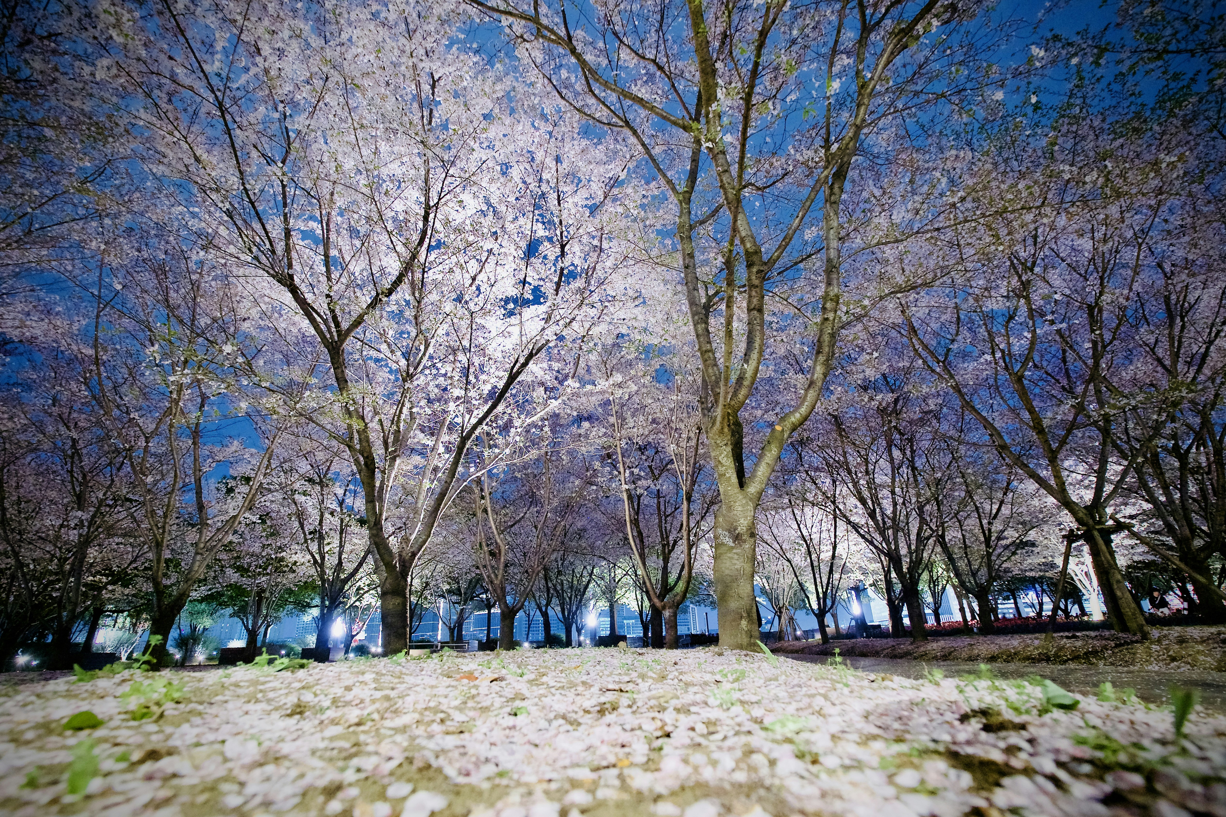 a group of trees that are next to each other
