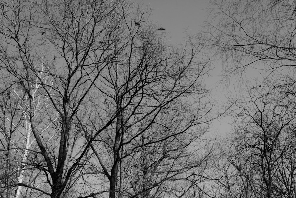 a black and white photo of trees with no leaves