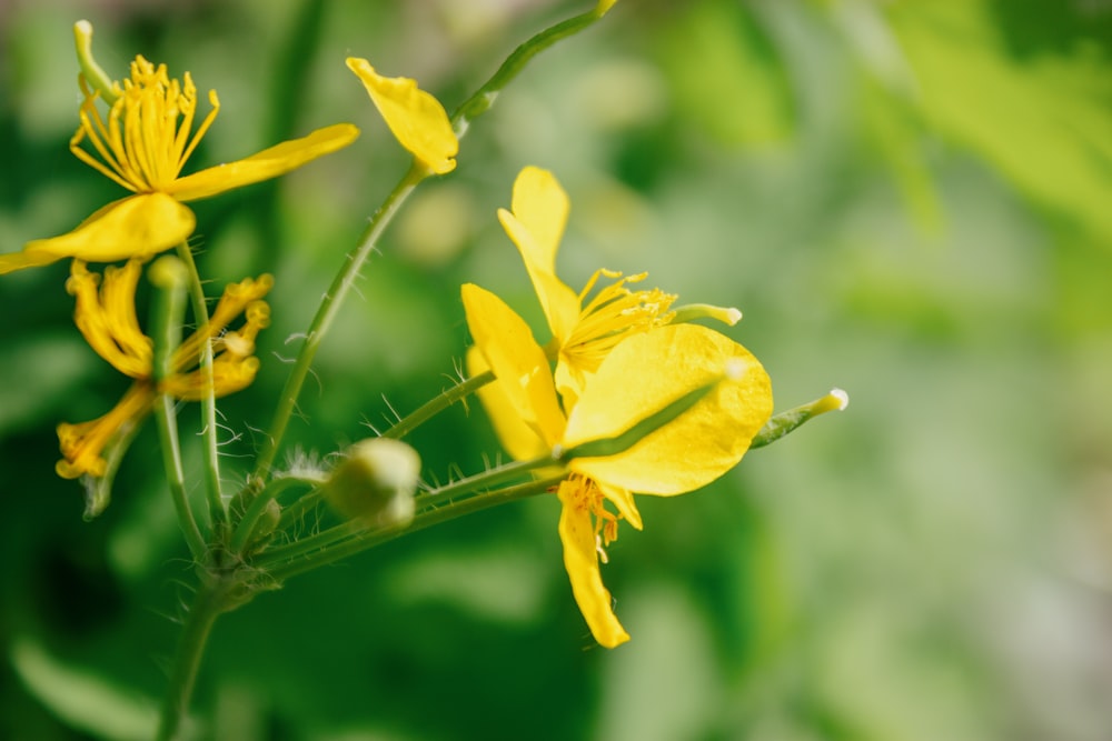 a close up of a yellow flower on a plant