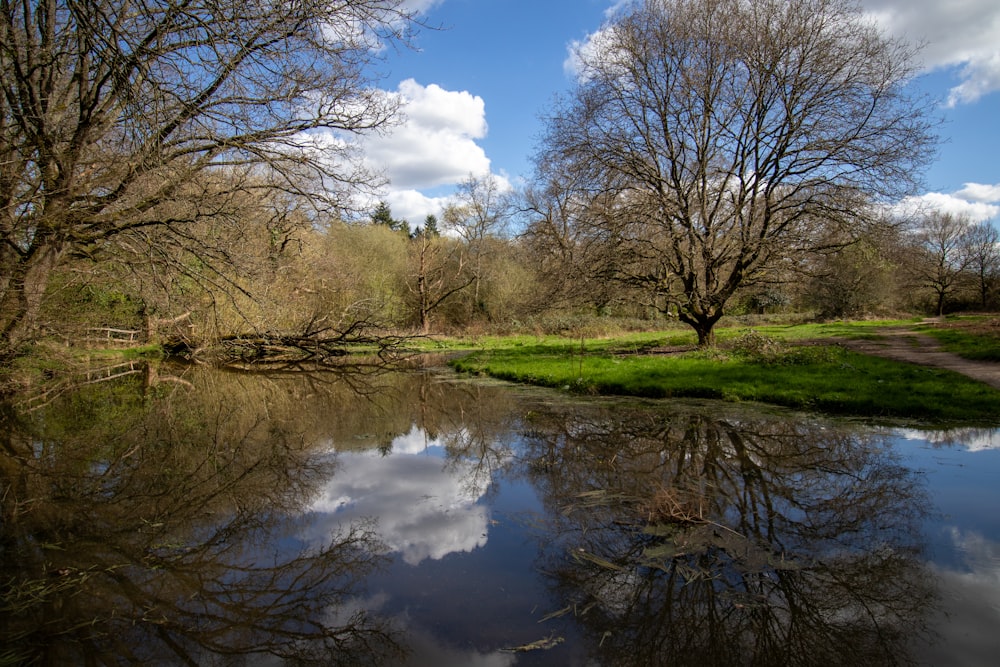 a body of water surrounded by trees and grass