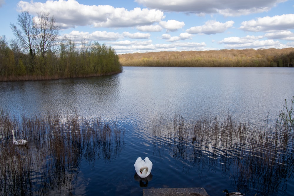 a white swan floating on top of a body of water