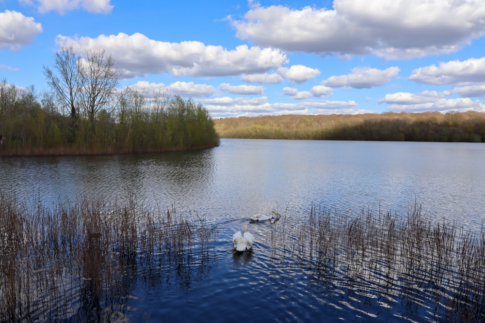 a couple of birds floating on top of a lake