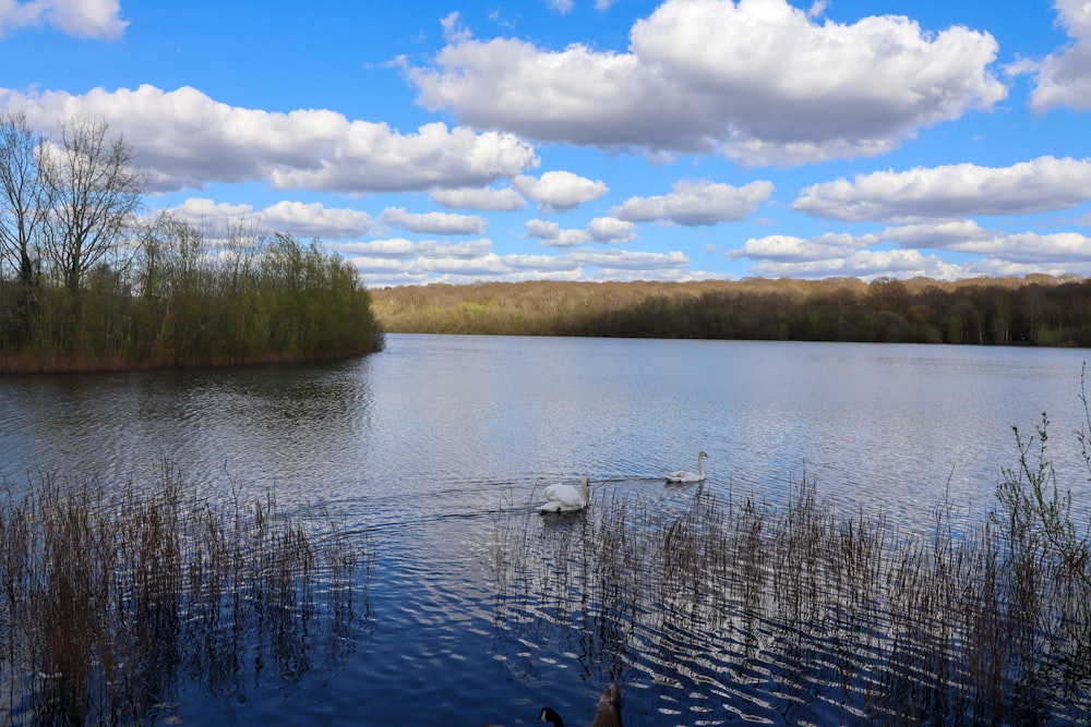 Dos cisnes nadando en un lago rodeado de hierba alta