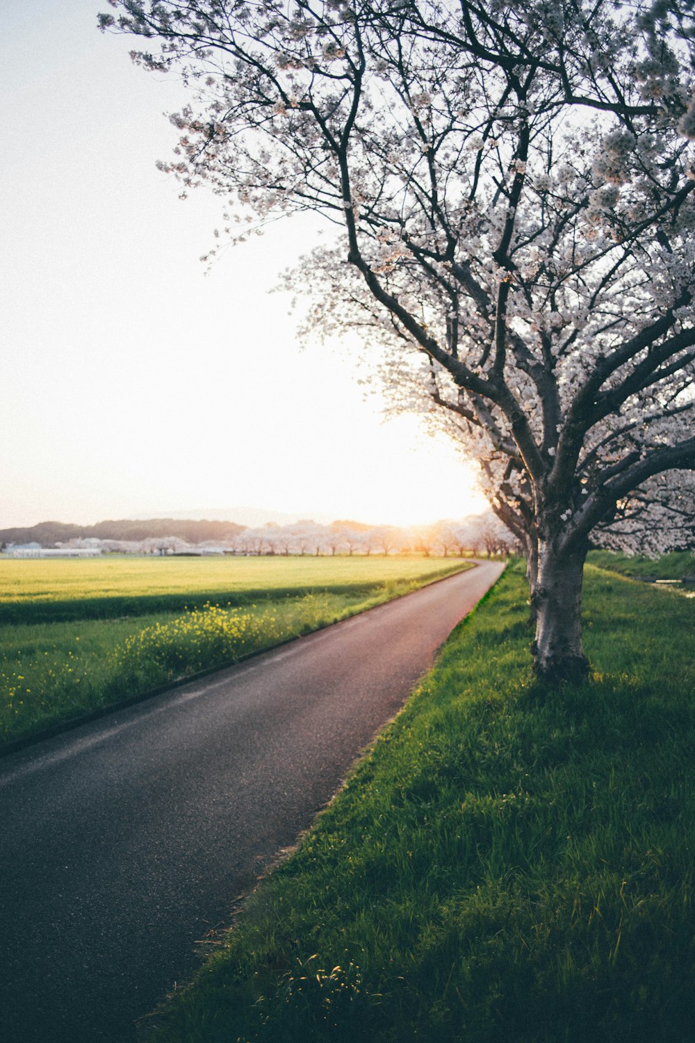 a lone tree on the side of a road