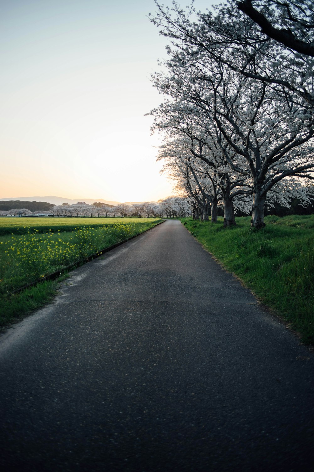 an empty road with trees on both sides