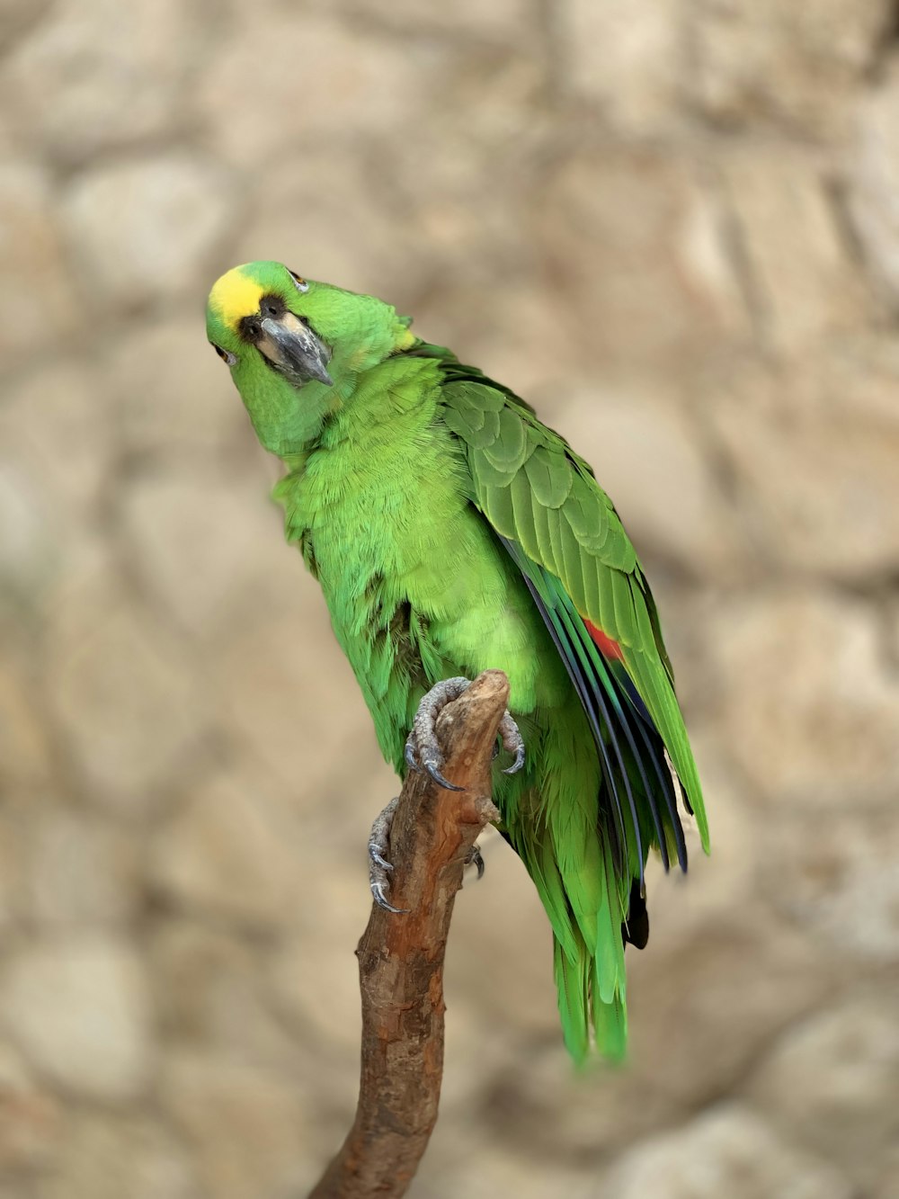 a green parrot sitting on a branch with a rock background