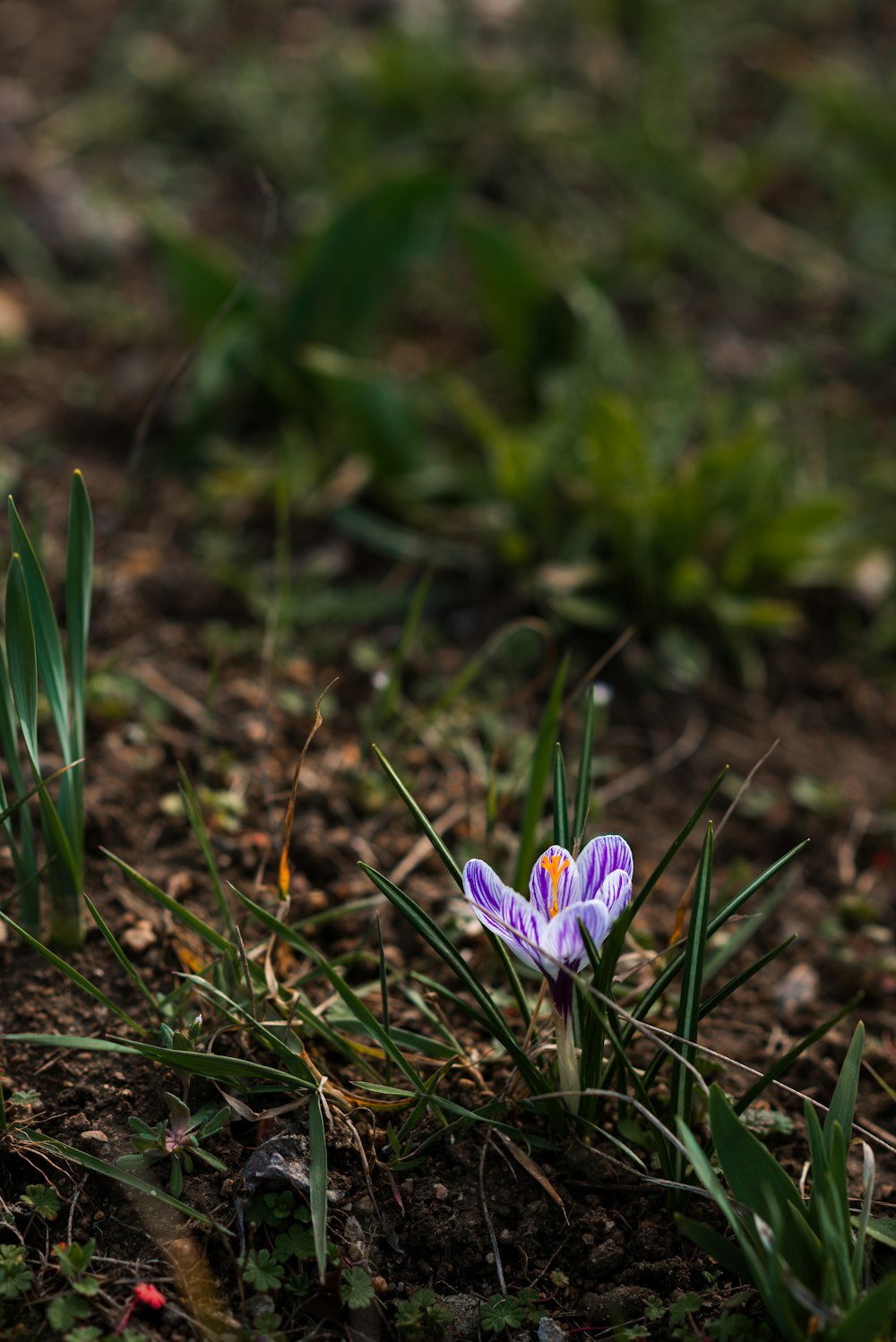 a small purple flower sitting in the grass