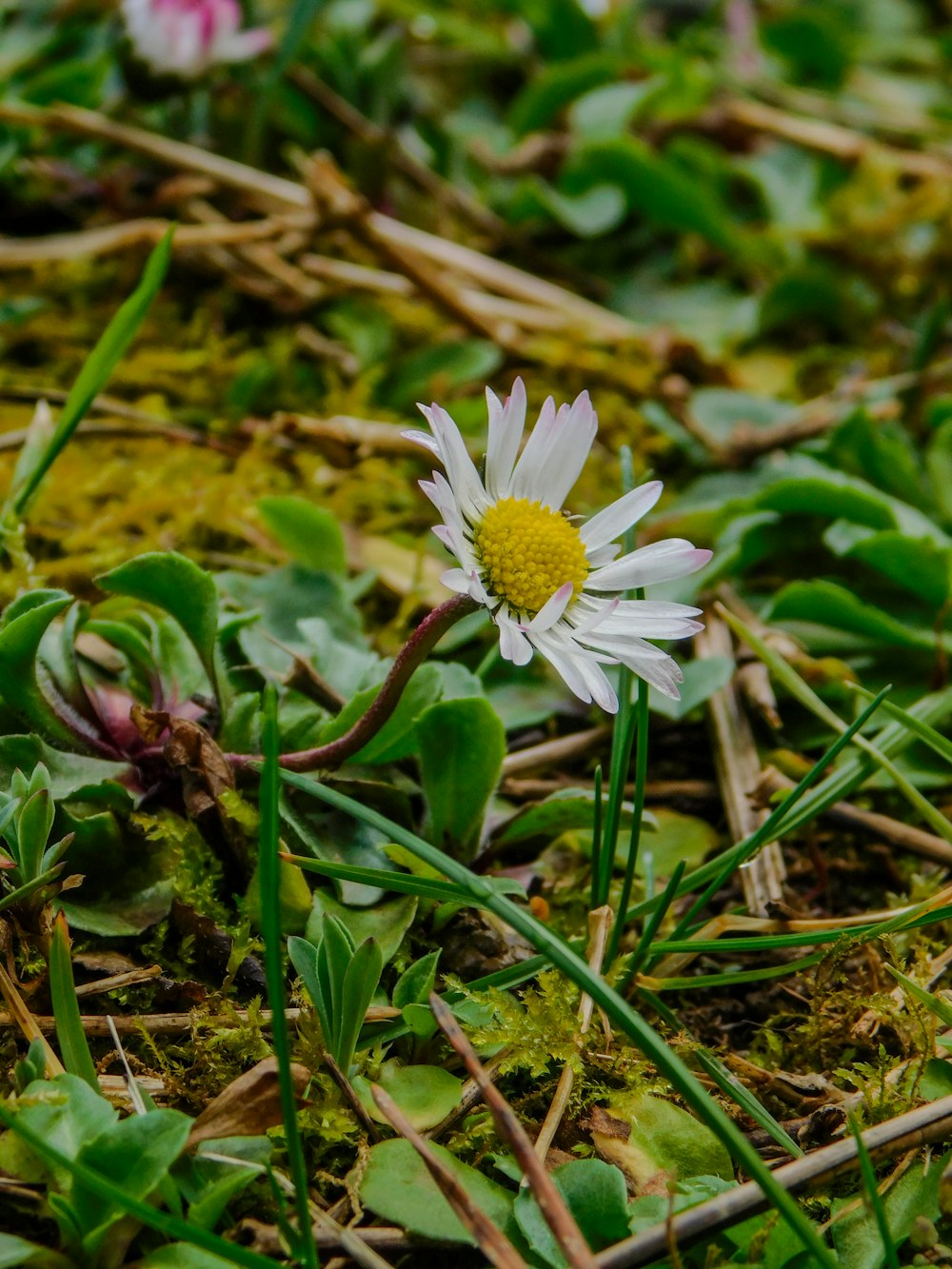 a small white flower sitting on top of a lush green field