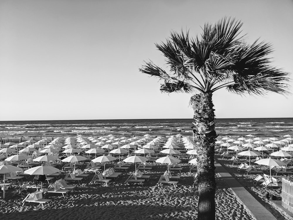 una foto in bianco e nero di una spiaggia con ombrelloni