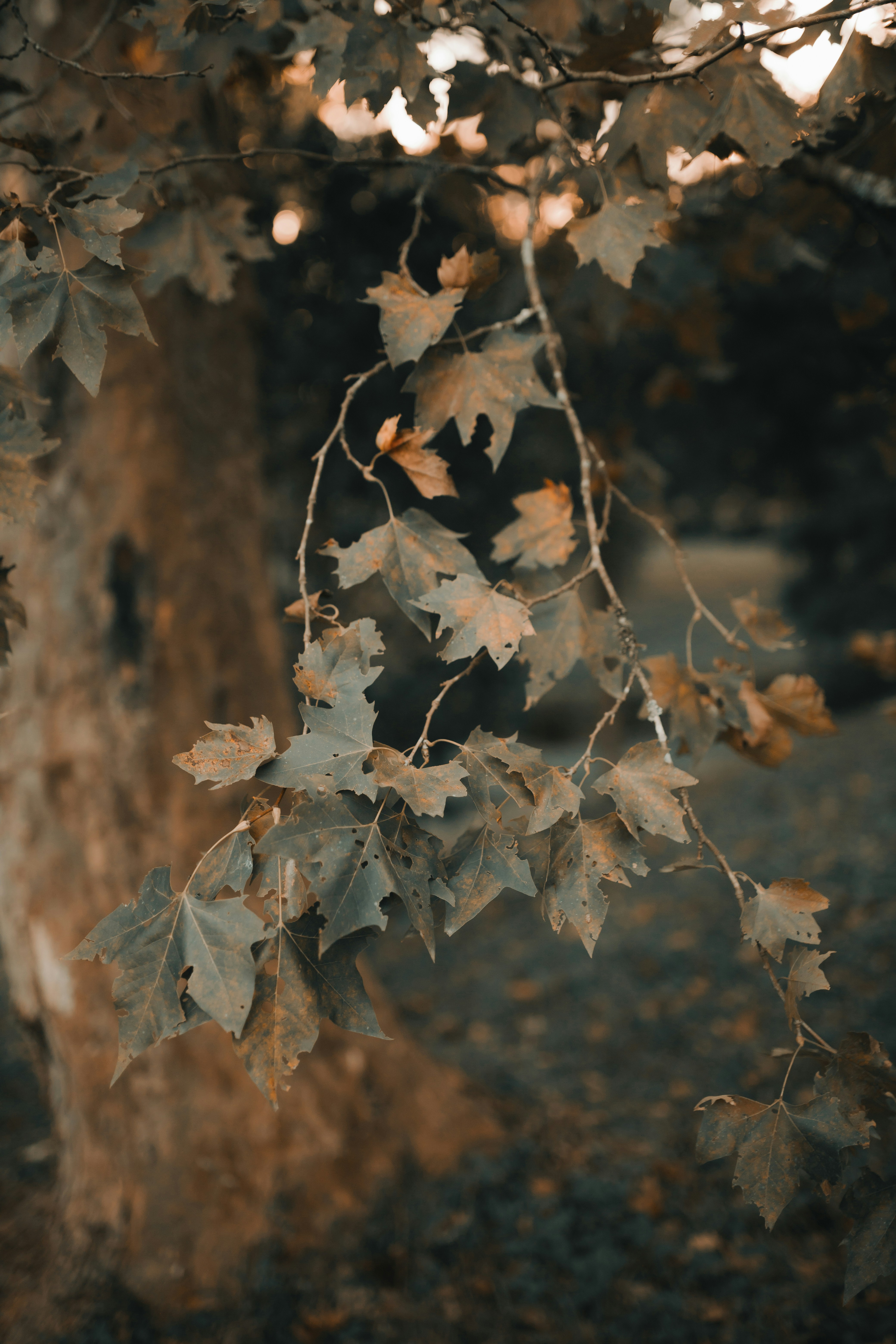 Photo by alexandermassph