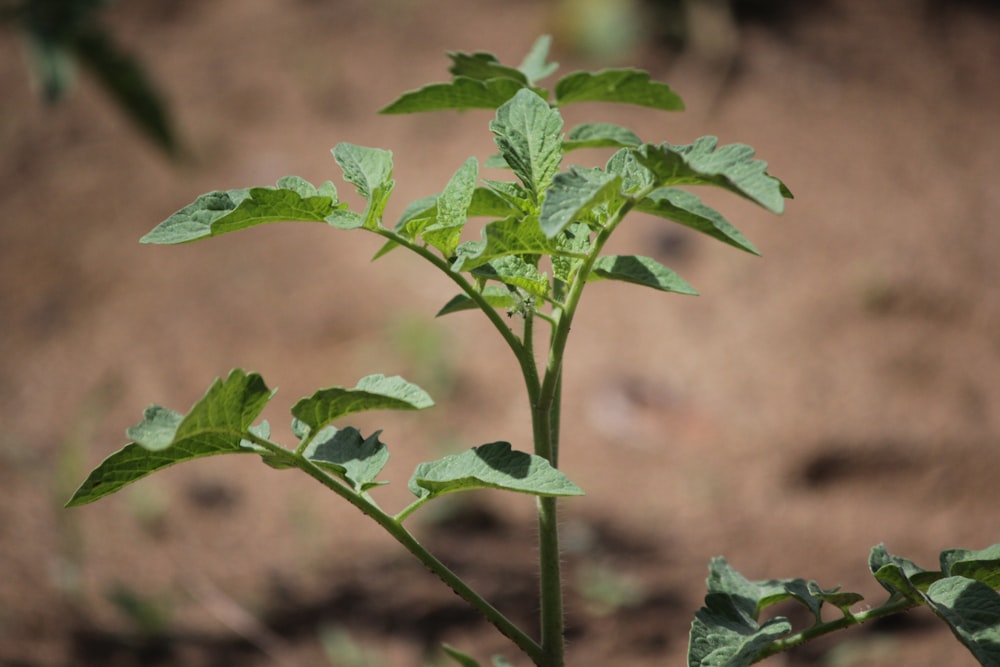 a close up of a plant with green leaves