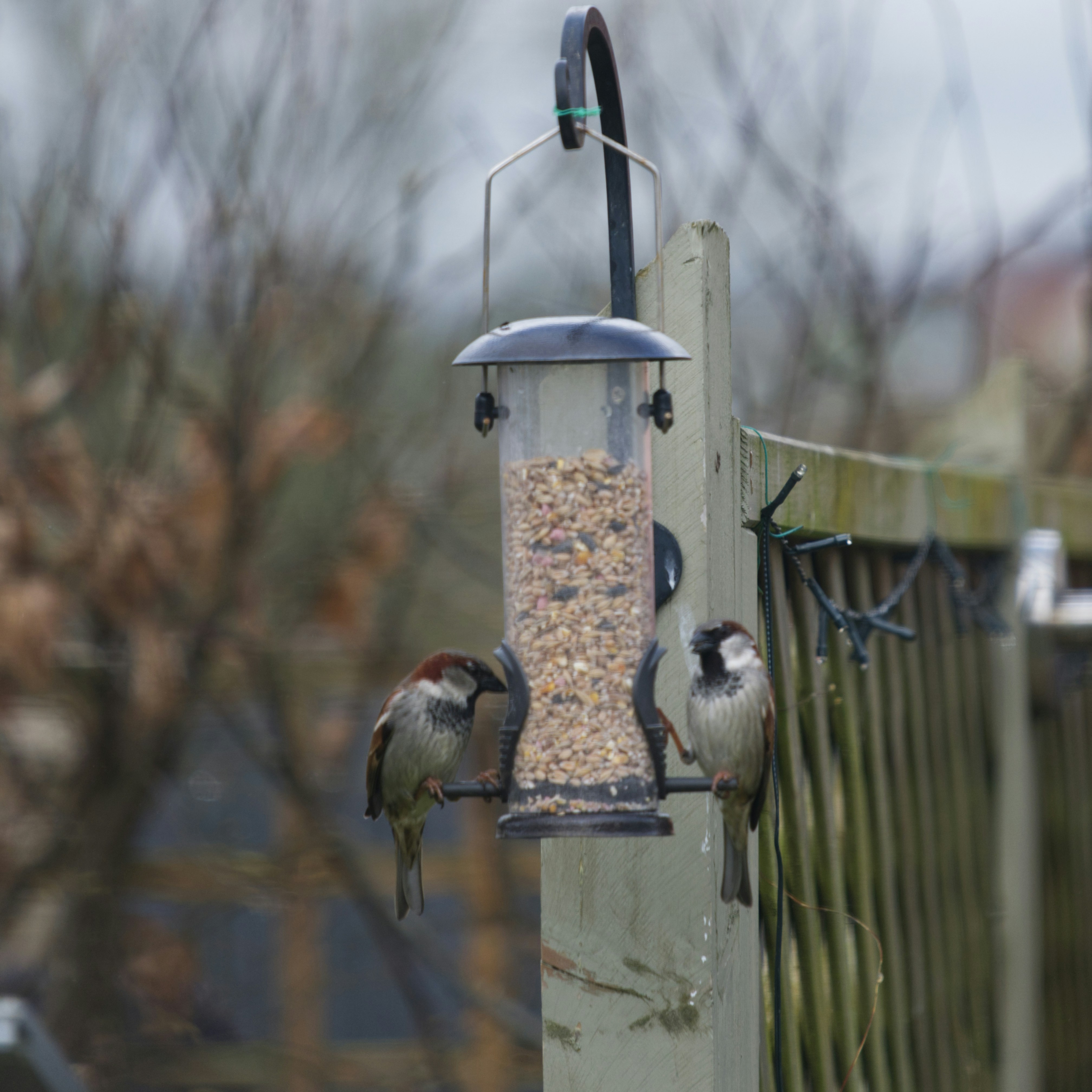 three birds are eating from a bird feeder