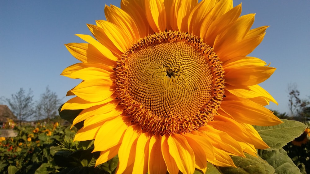 a large sunflower with a bee on it